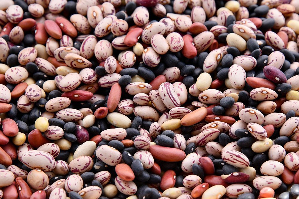 Qué es la proteína vegetal
